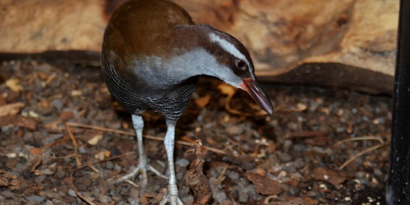 A small, flightless bird called a Guam rail with long legs and toes, and brown and silver fur walks through a mulchy habitat at the Smithsonian Conservation Biology Institute