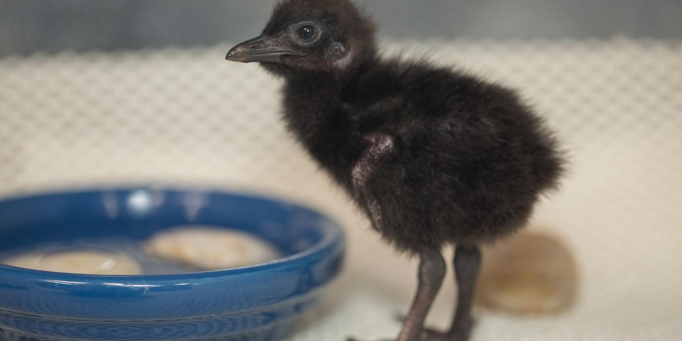 Guam rail chick 