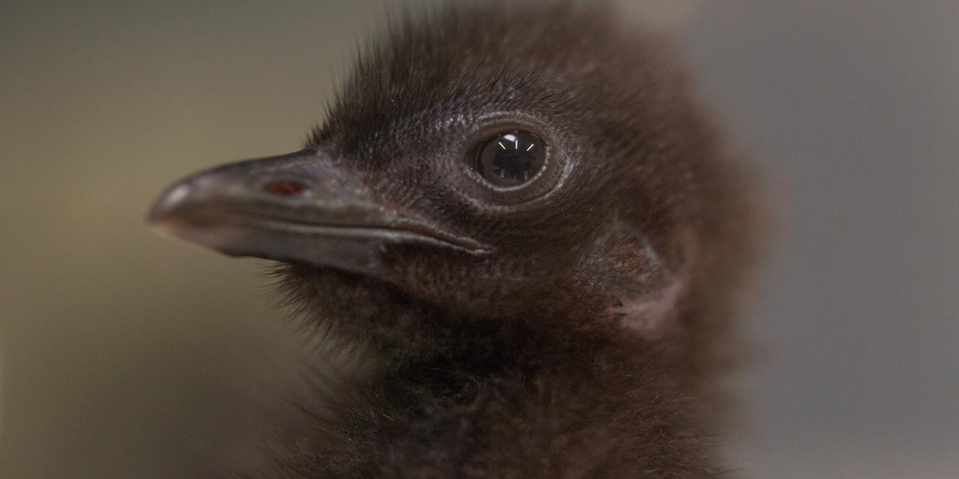 Guam rail chick 