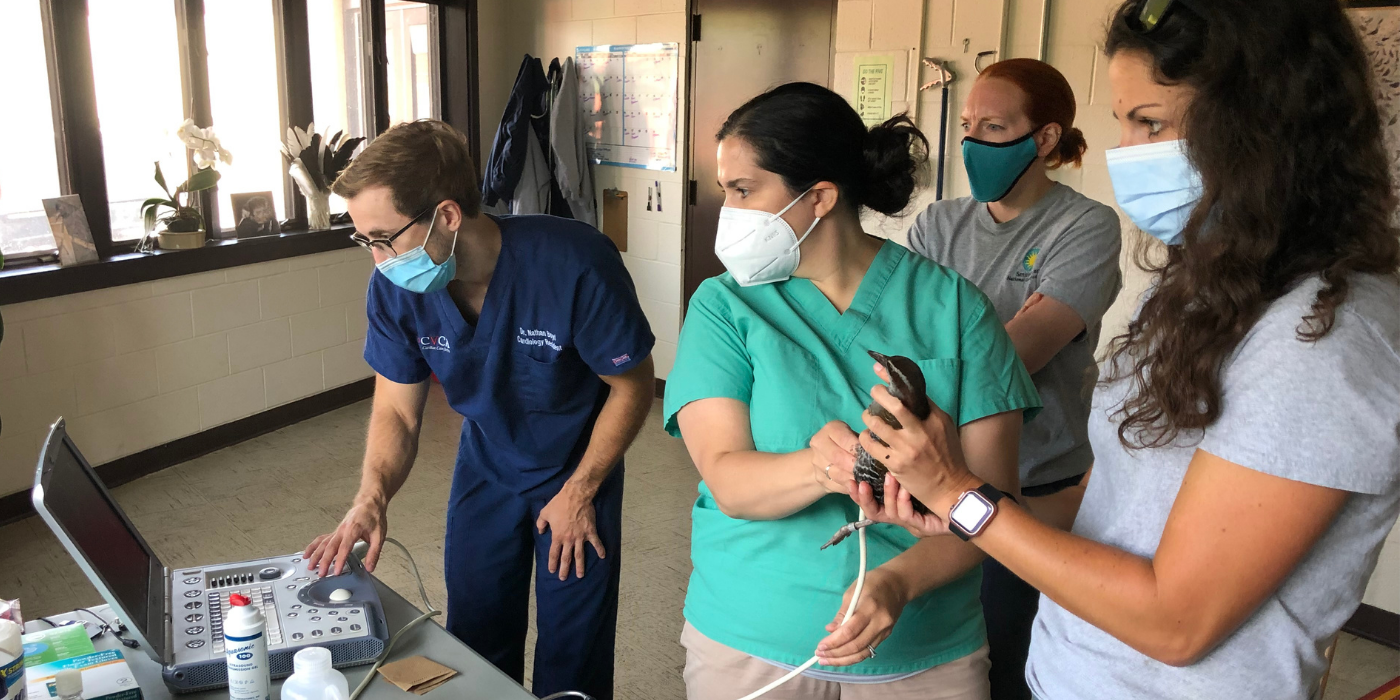 Cardiac ultrasound being performed on a Guam rail. 