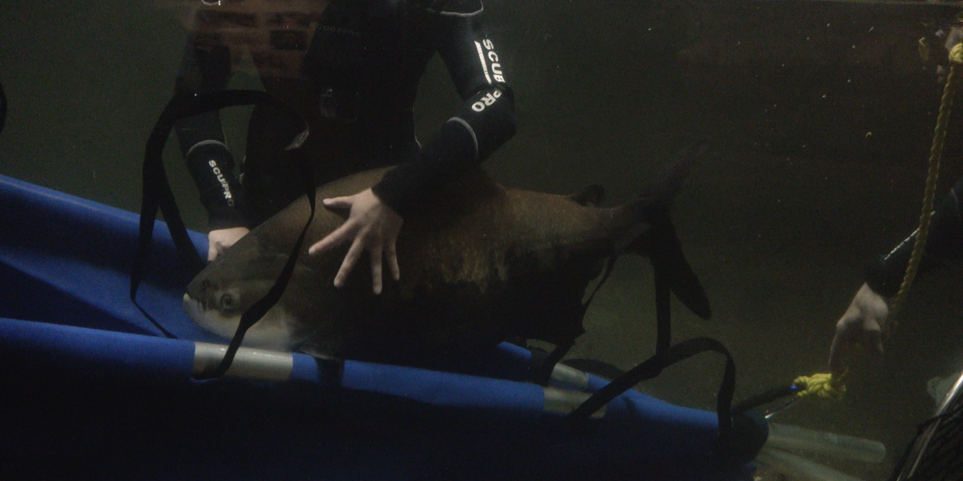 Pacu vet procedure at Amazonia