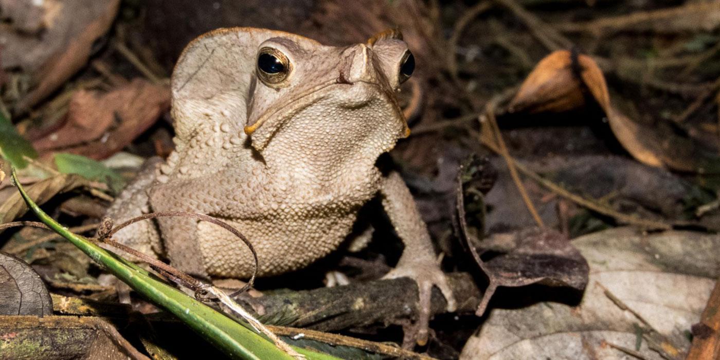 A light brown/gray lizard stands on the ground surrounded by dirt and fallen leaves