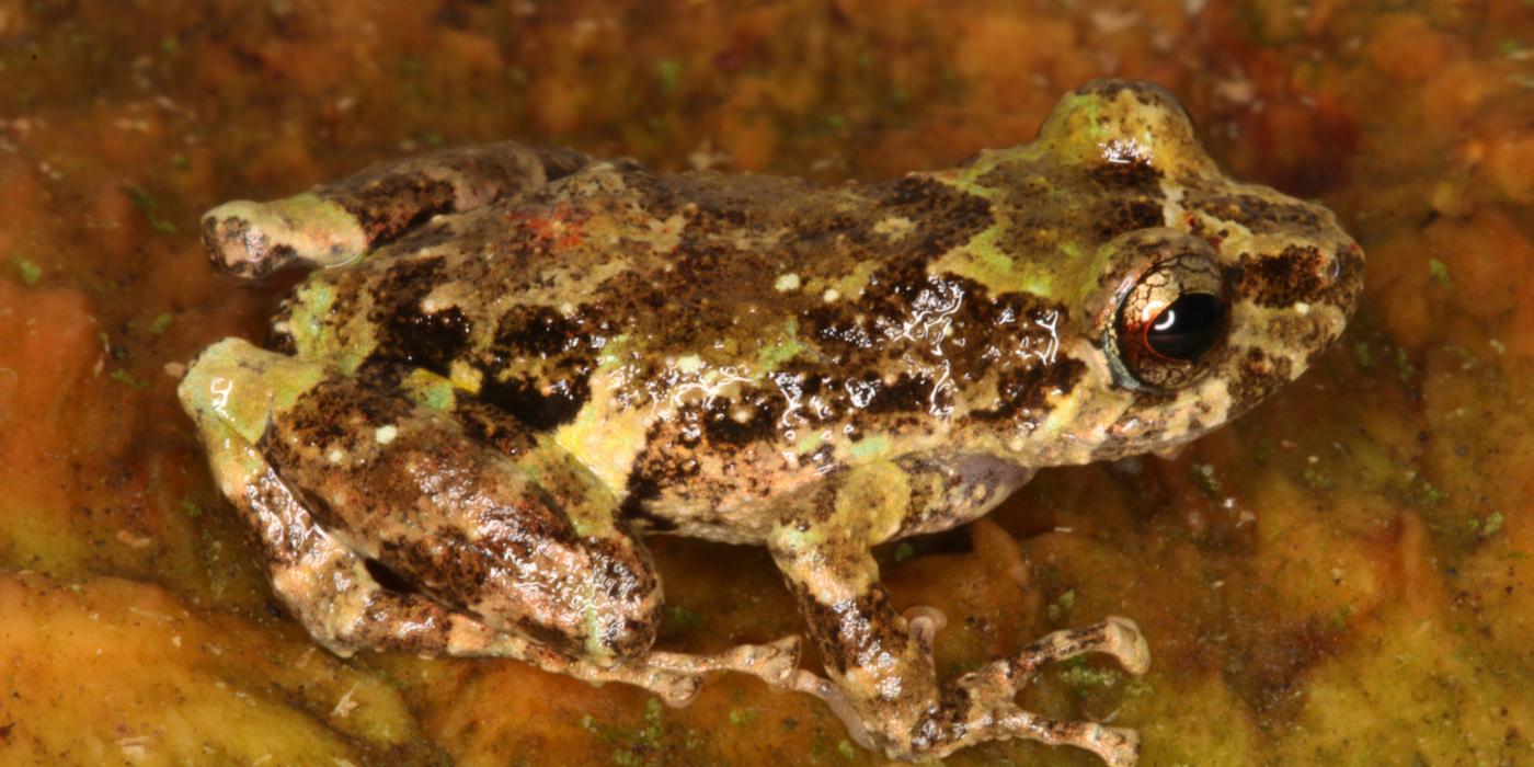 Frog: Pristimantis divnae