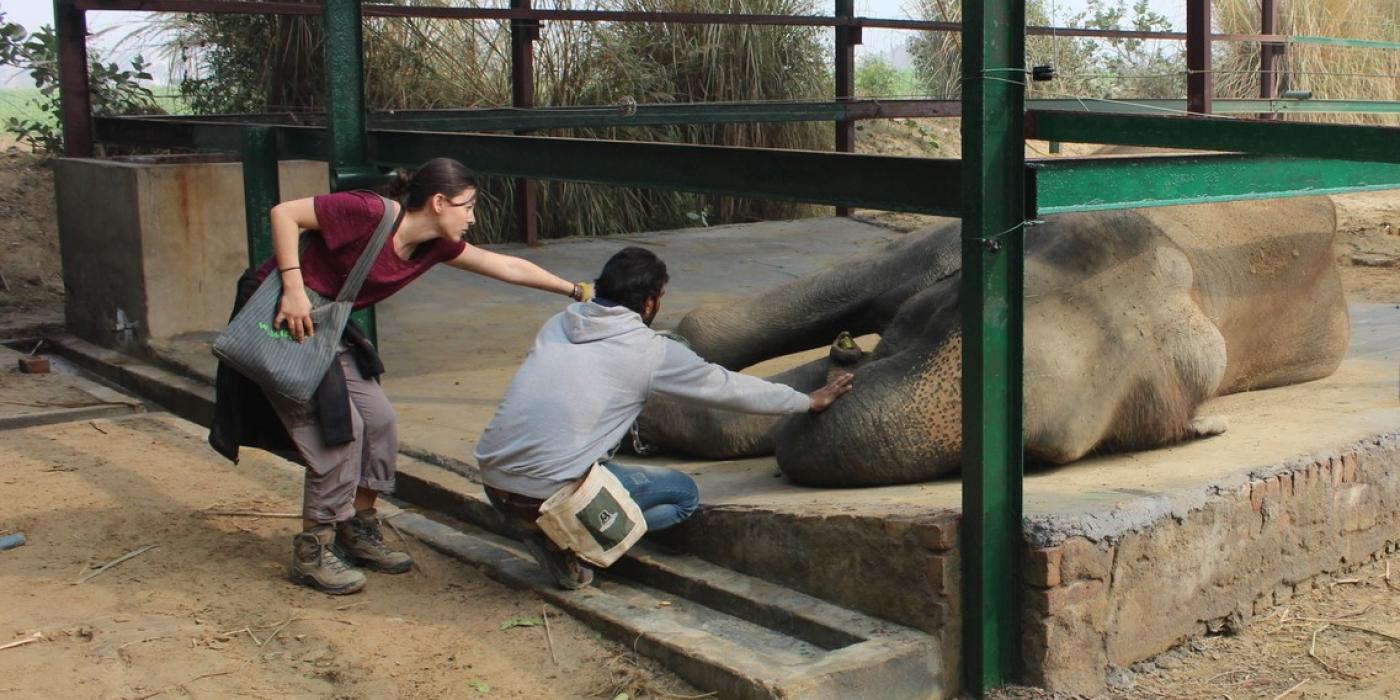 Wildlife SOS Mahout