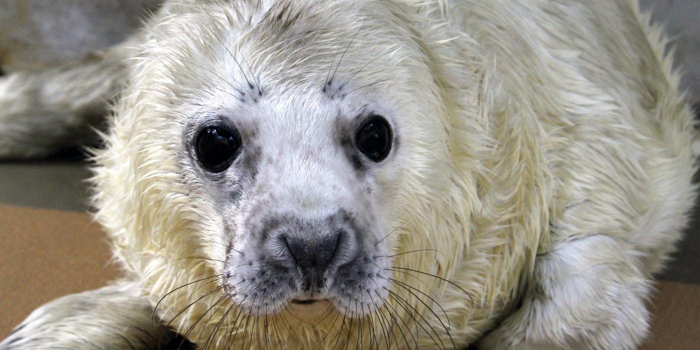 Gray Seal Pup