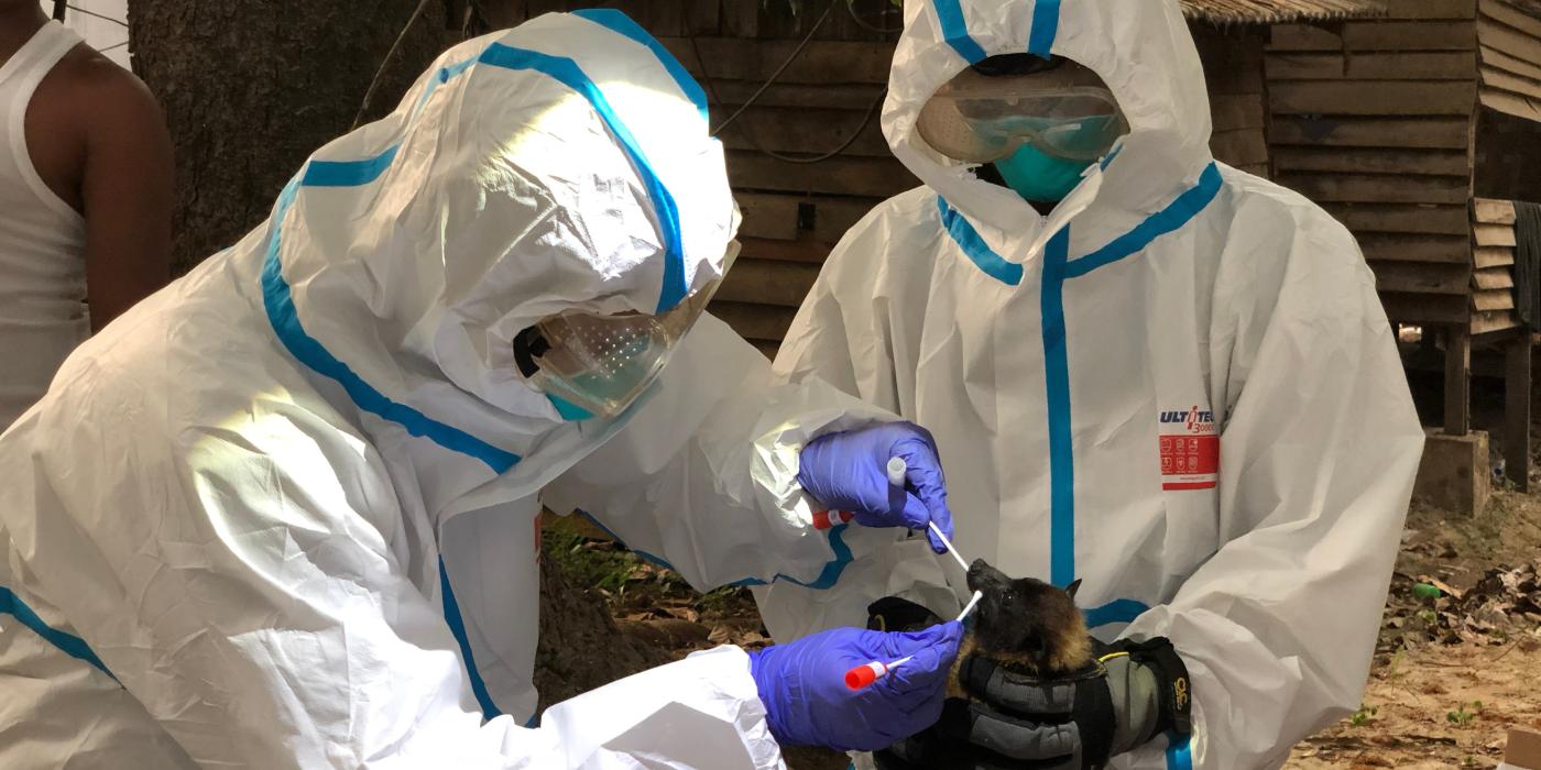 SCBI scientists swab flying foxes for evidence of disease. 