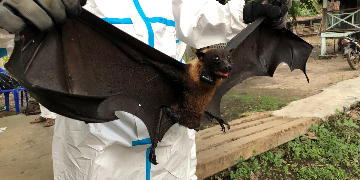 SCBI scientist holds a collared flying fox. 