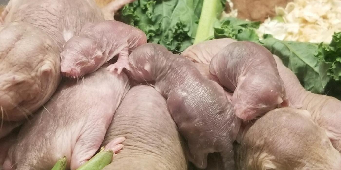 The adults and pups in the naked mole-rat colony sleeping together in a pile Jan. 30. Naked mole-rats sleep in piles to stay warm.