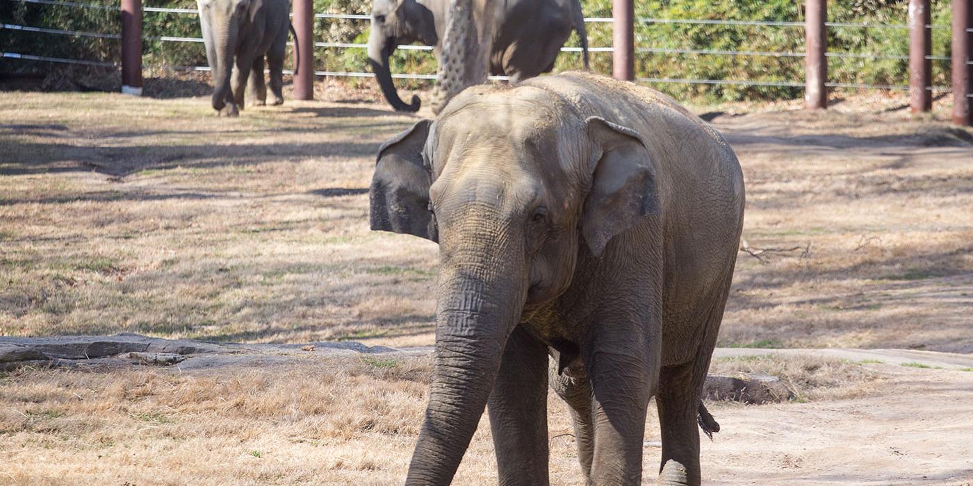 Asian elephant Shanthi (foreground) at the Elephant Trails Exhibit. In the background are Ambika (L) and Bozie (R). 