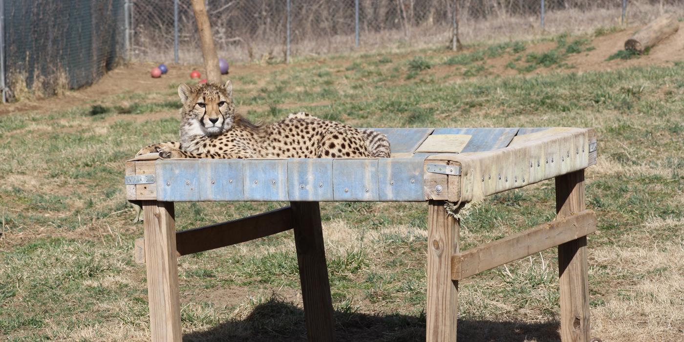 One of the 11-month-old cheetah cubs lays on a fire hose hammock bed in its yard.