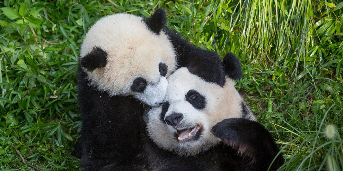 Mei Xiang and Bei Bei