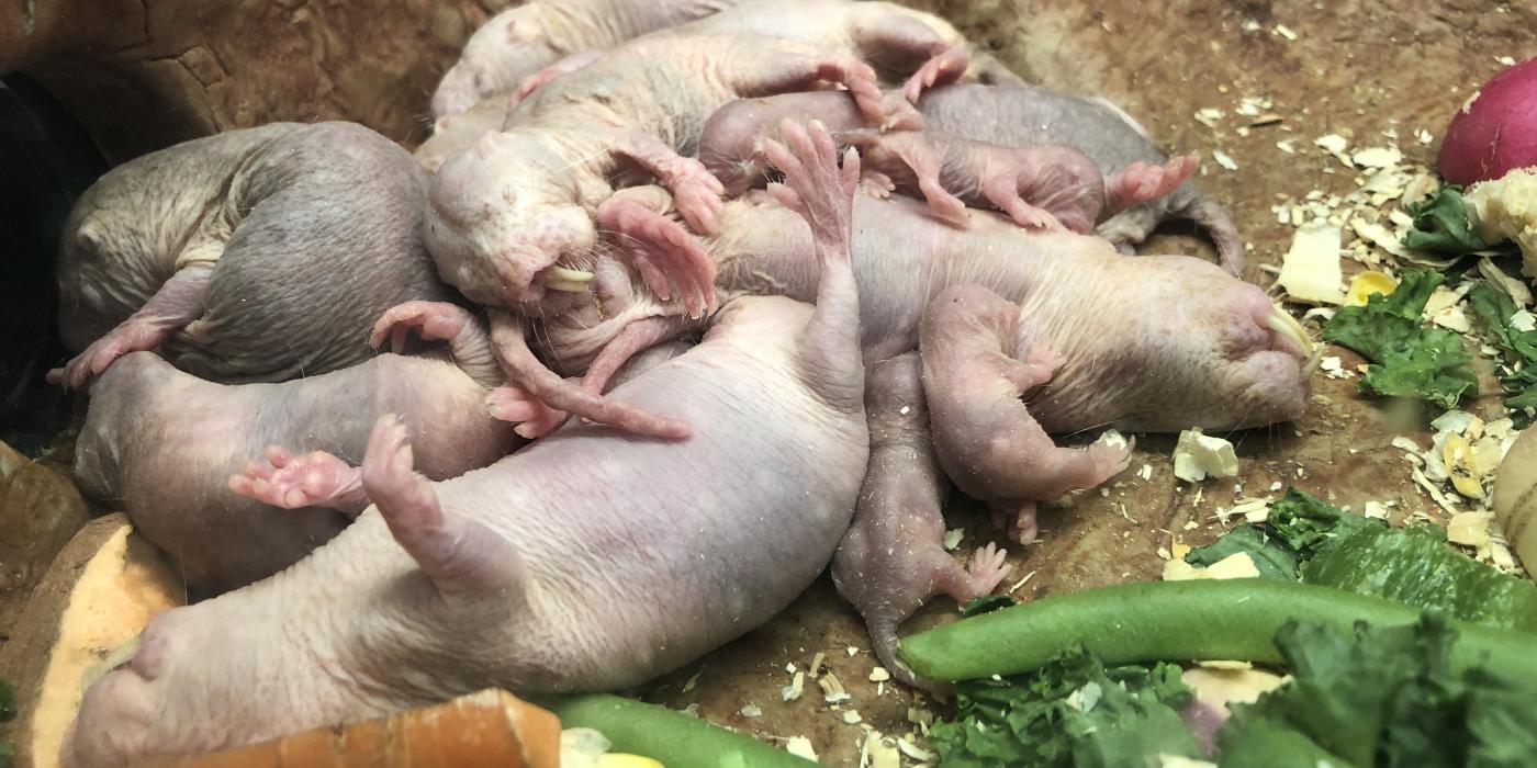 Adult naked mole-rats and their pups sleeping in a pile Dec. 25, 2019. 