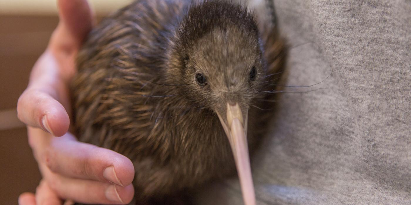 Female kiwi chick