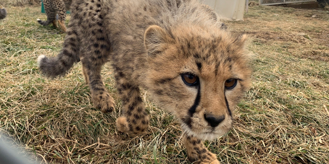 18-month-old male cheetah cub, "Kushoma" approaches the fence. He is slightly crouched and is peering toward the camera. There is another cheetah behind him in the background. They are outside on the mostly dead grass. 