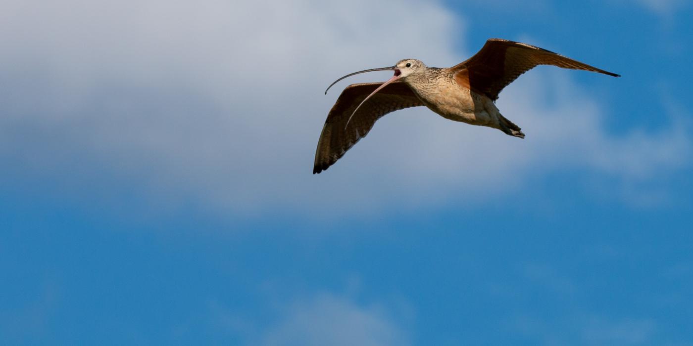 A bird called a long-billed curlew flies across a blue sky. Its wings are outstretched and its long, thin, curved bill is open. 