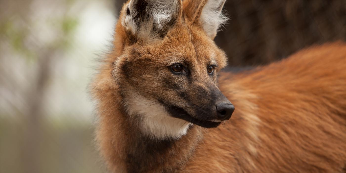 Maned Wolf 