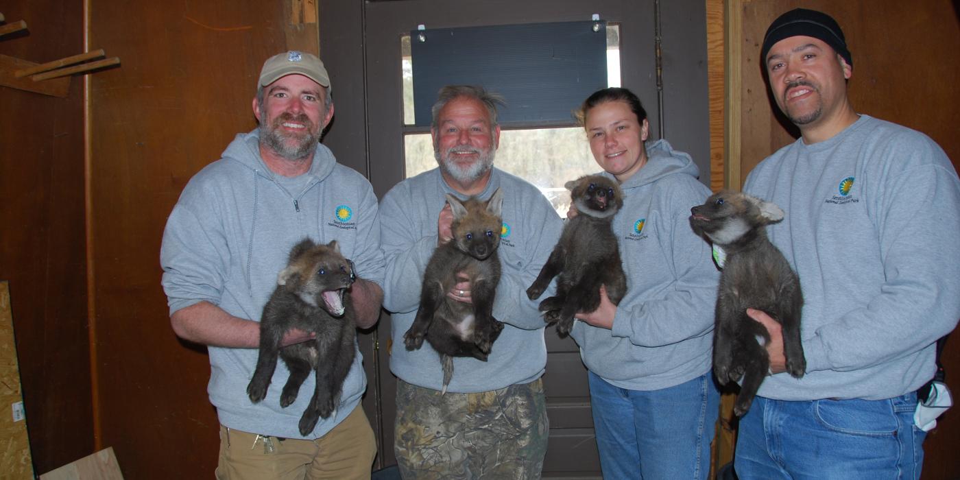 Maned wolf pups at the Smithsonian Conservation Biology Institute