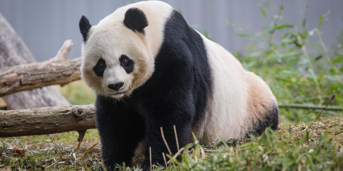 Giant panda Mei Xiang 