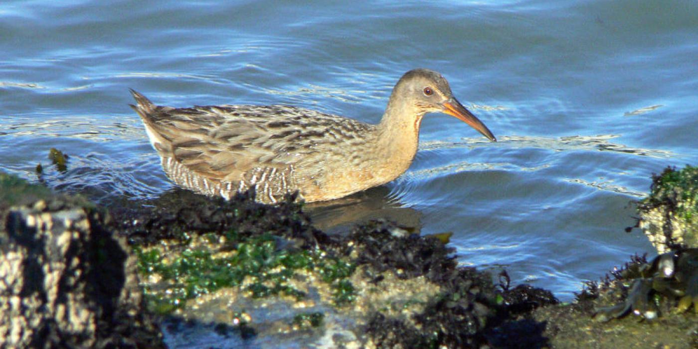 Photo of a clapper rail, floating on the surface of a body of water. The rail is a medium sized brown bird with a long beak.