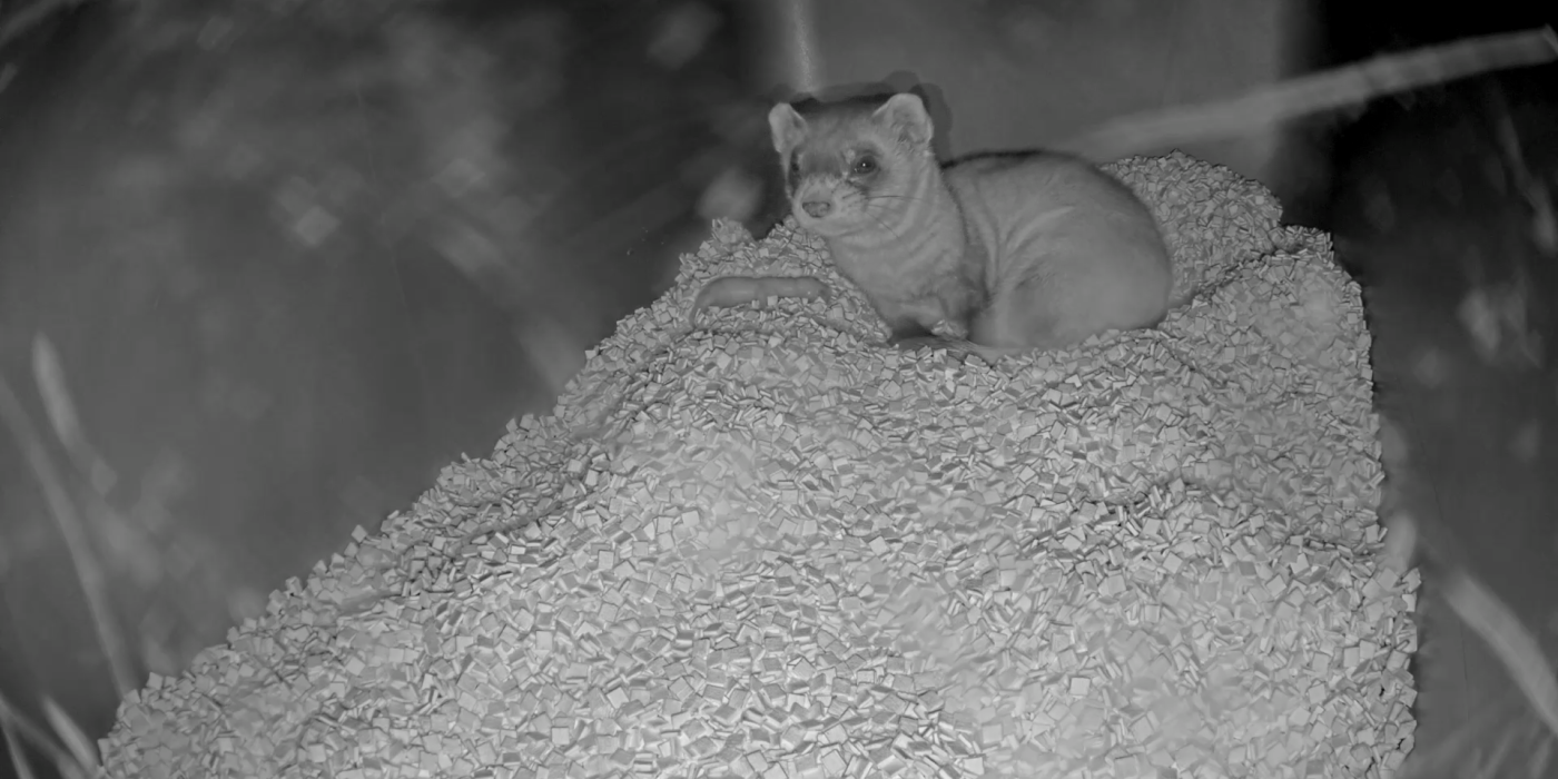 Black-footed ferret mom Potpie and her newborn kit on the Black-footed Ferret Cam livestream