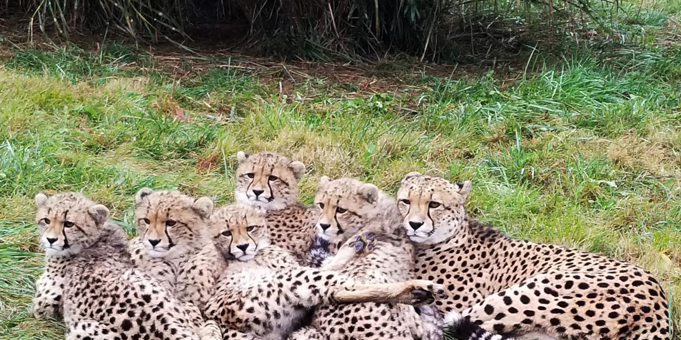 Cheetah Miti and her cubs at the Smithsonian Conservation Biology Institute in 2018.