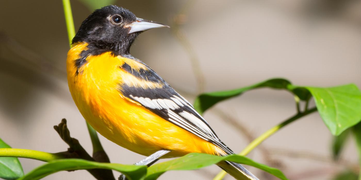 Gulf Coast Migratory Bird Study