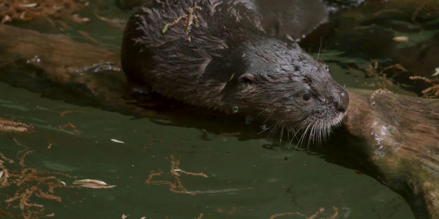 North American river otter pup Potomac explores his habitat at American Trail. 