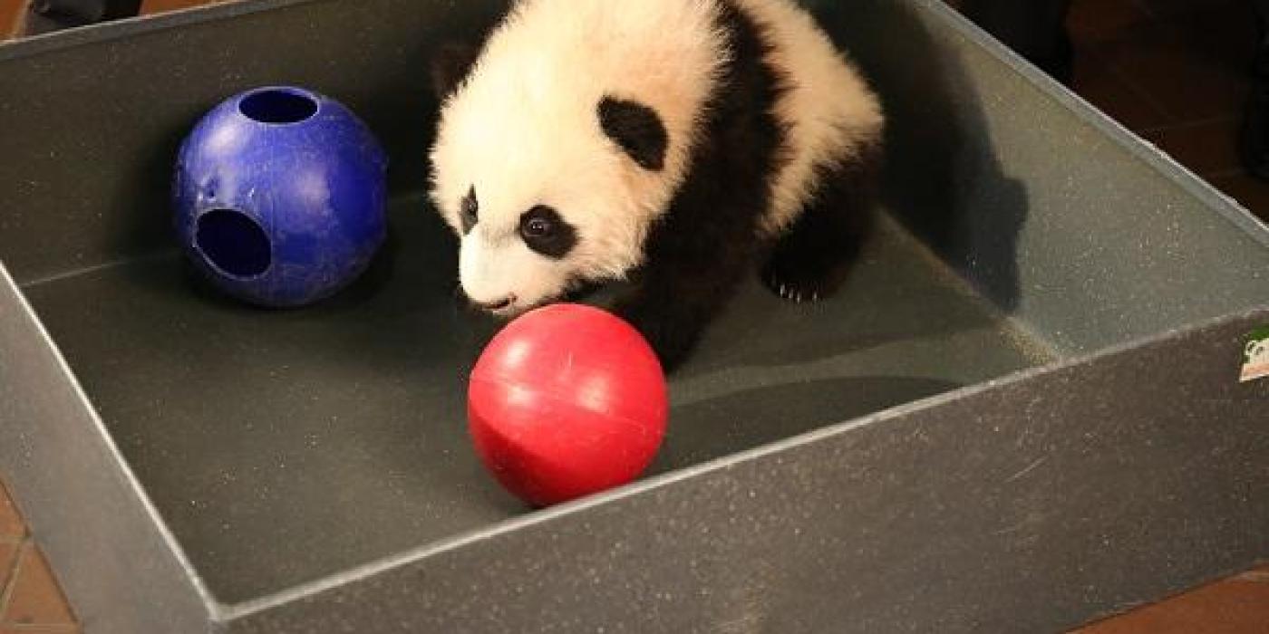 Bei Bei in a box playing with balls