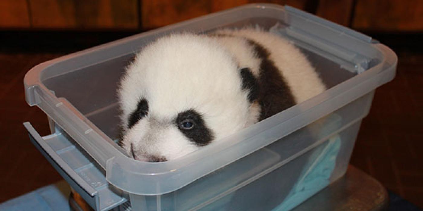 Bei Bei in a plastic bin