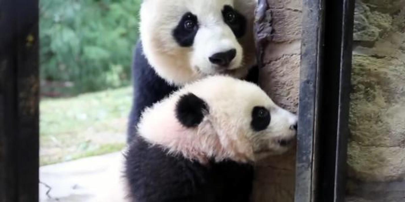 Mei and Bei Bei at the entrance to their enclosure