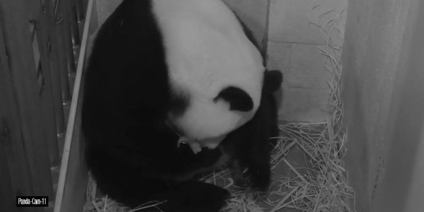 Still from Pandacam of Mei Xiang giving birth