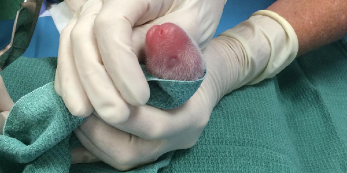 Giant panda cub in the hands of a veterinarian