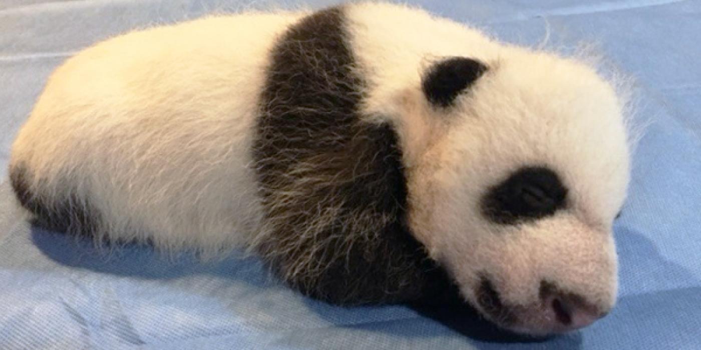 panda cub asleep