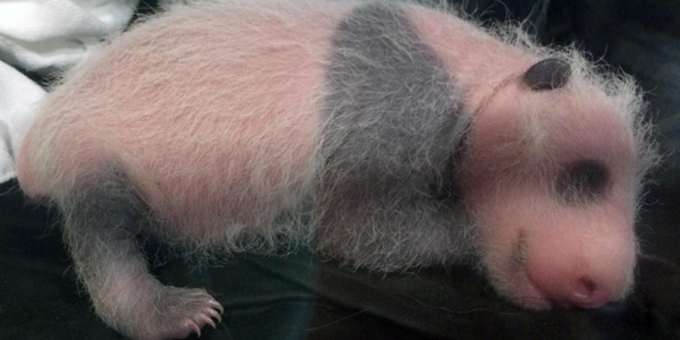 Giant panda cub asleep