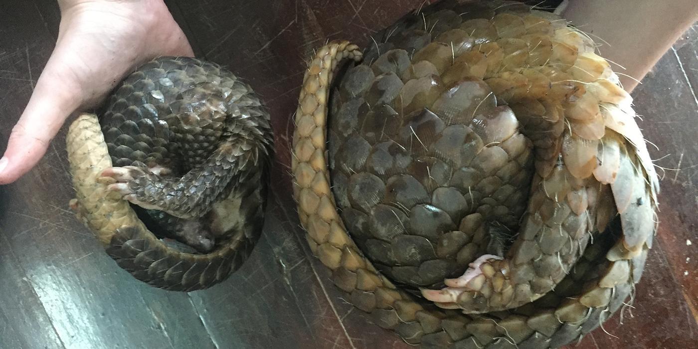 Two pangolins in Myanmar