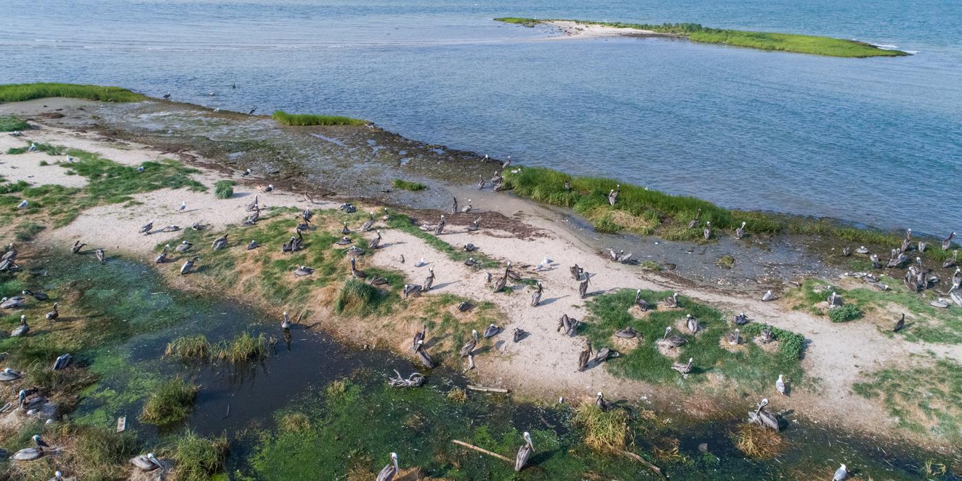 A brown pelican nesting colony on Adam Island, Dorchester County, Maryland.