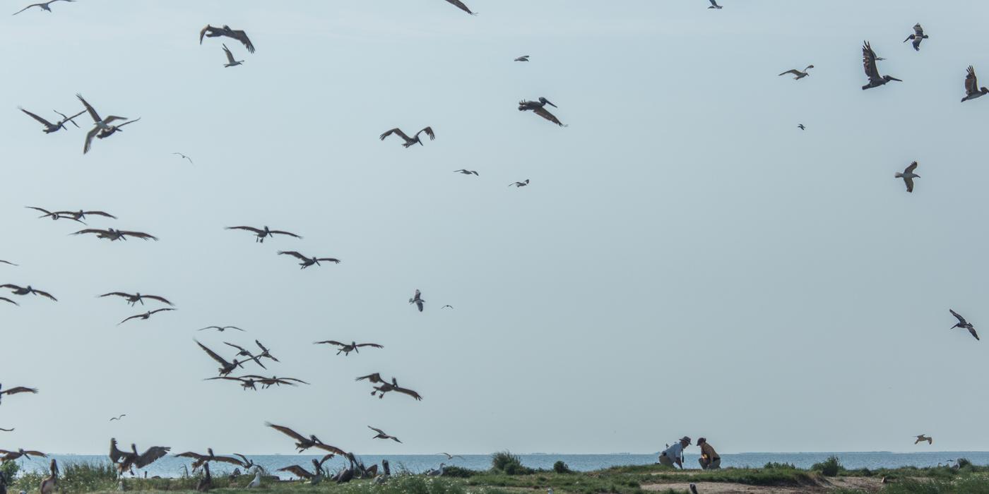 Two scientists looking at a brown pelican nest as pelicans fly overhead