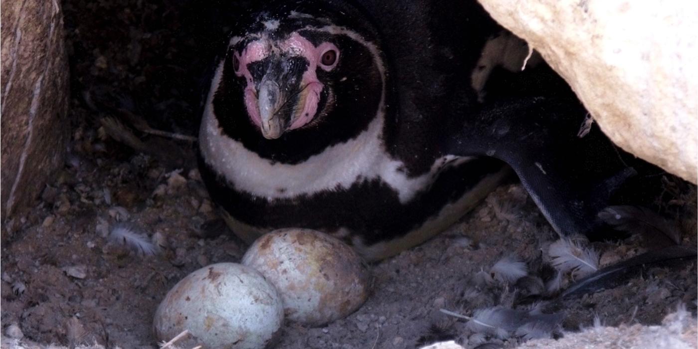 Humboldt Penguin