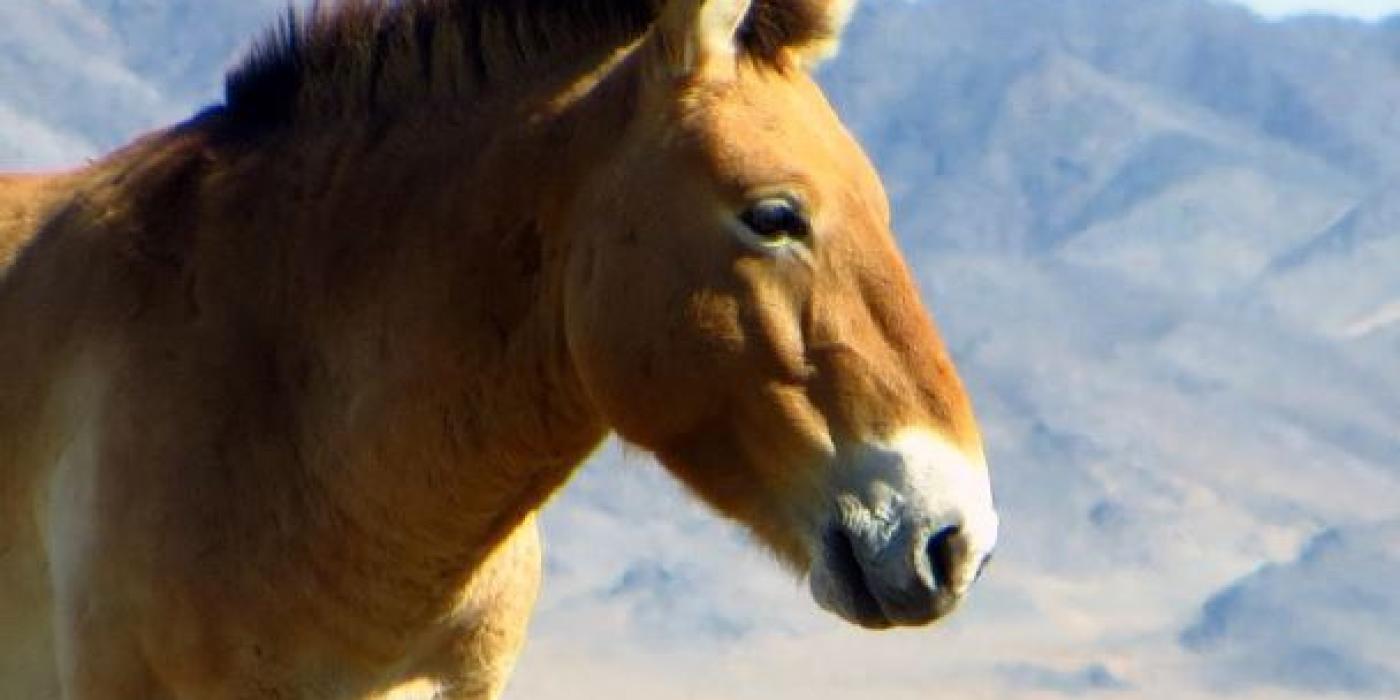 Przewalski's Horse in Mongolia