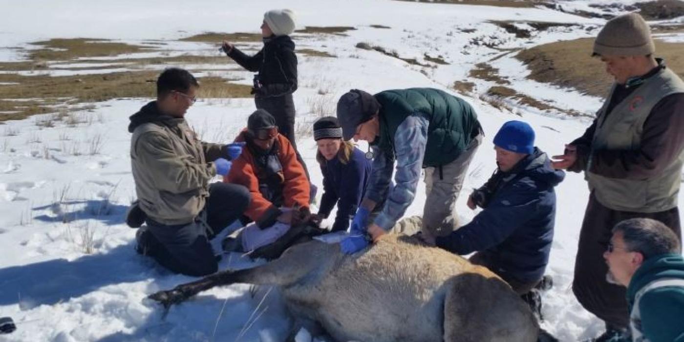 SCBI Scientists Collar a Przewalski's Horse