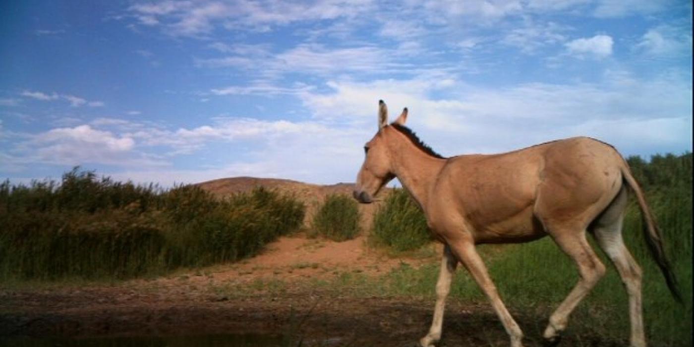 Camera Trap of a Przewalski's Horse