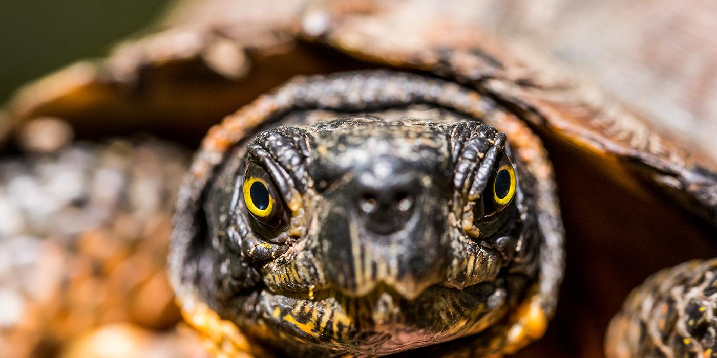 A close-up photo of a wood turtle's face. The turtle has yellow eyes and black and yellow-orange mottled skin