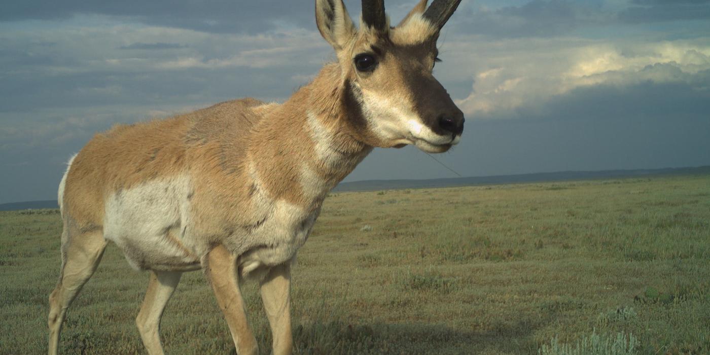 A camera trap photo of a hoofed animal (called a pronghorn) with thick fur, big ears and large, flattened antlers walking across the wide-open grasslands of the American prairie