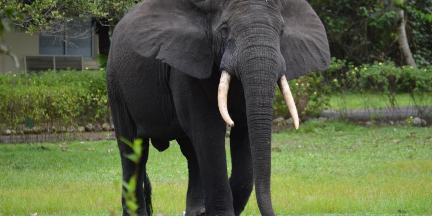 African elephant in Gabon