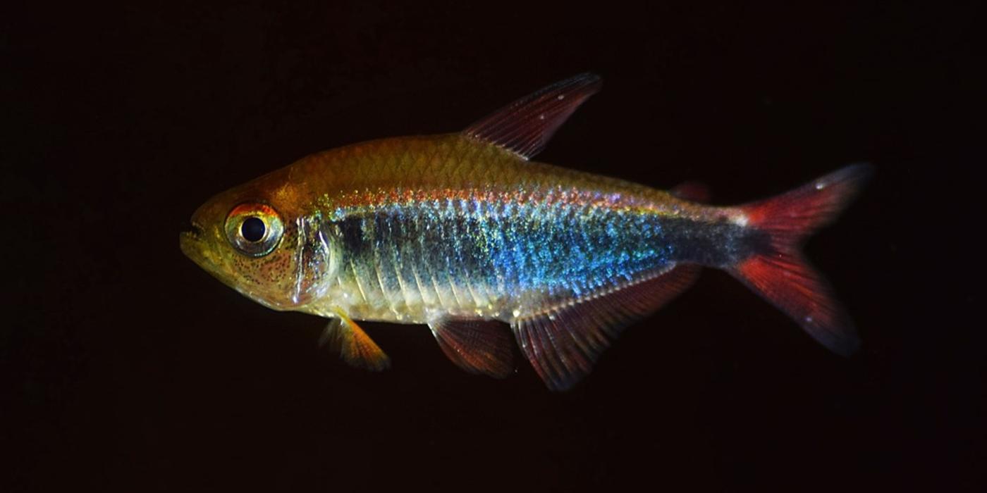 A small, iridescent red and blue fish found in Peru. Researchers believe it is a red-blue Peru tetra fish but need to conduct a DNA analysis to confirm