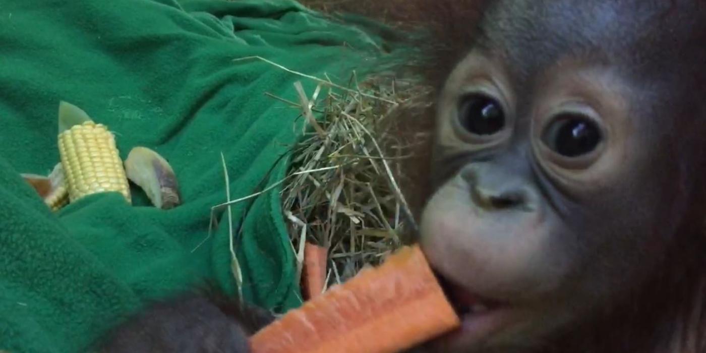 Redd eating a carrot