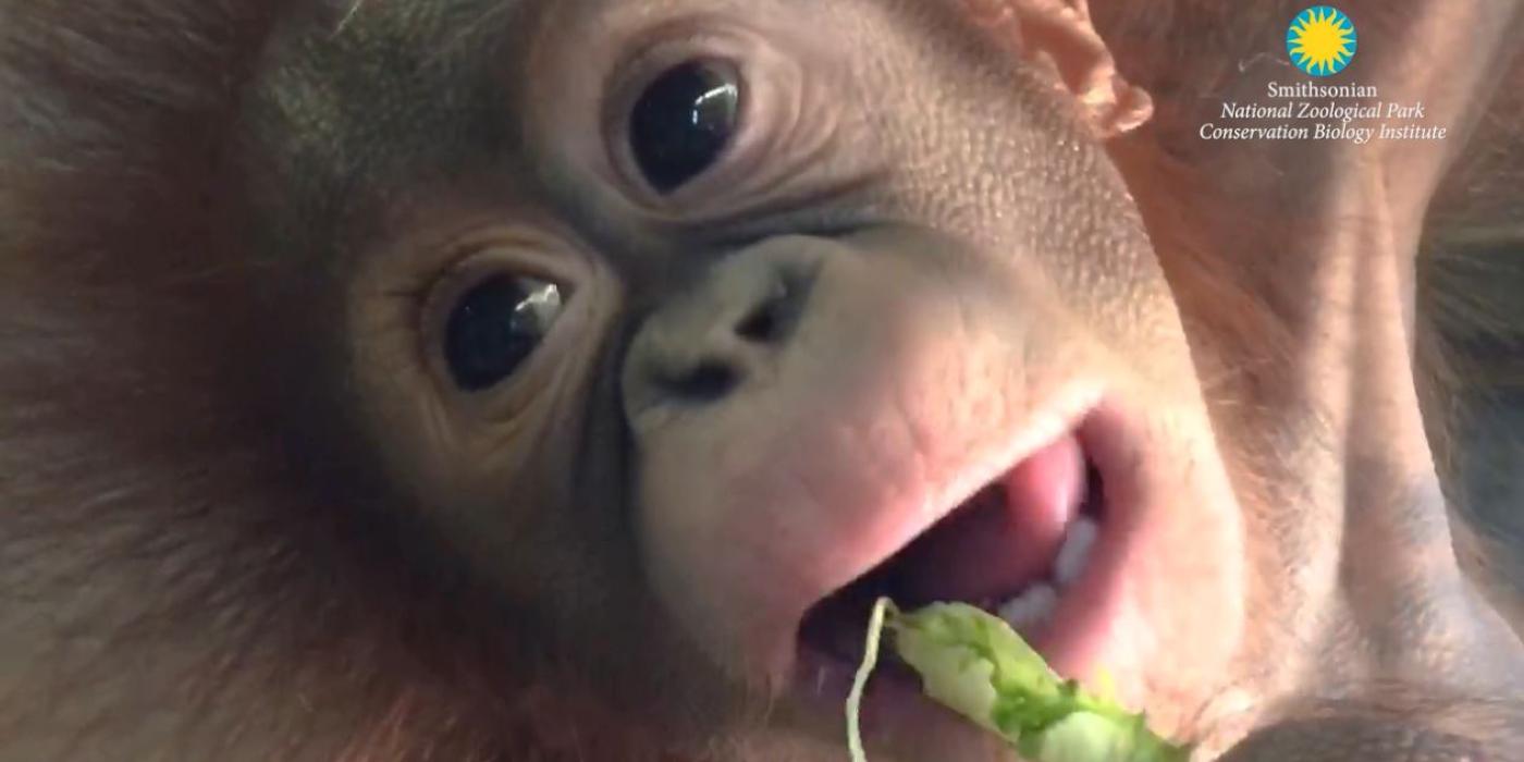 Redd eating lettuce