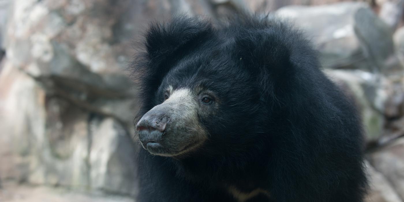 Sloth Bear Hana