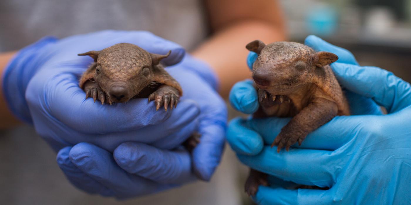 Screaming hairy armadillo pups. 