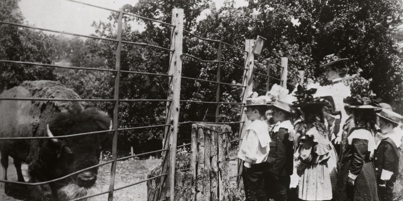 A black-and-white photo from 1899 of a group of schoolchildren looking at an American bison at the Smithsonian's National Zoo